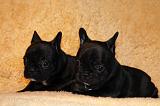 BOULEDOGUE FRANCAIS 804